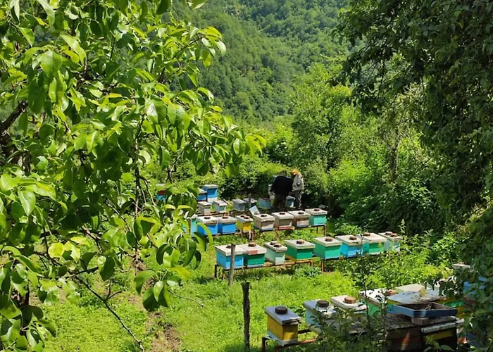 Honeyhouse Tjentiste, Foca *